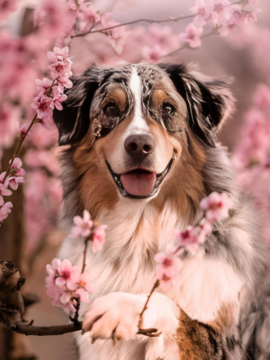 Dog Australian Shepherd | Diamond Painting