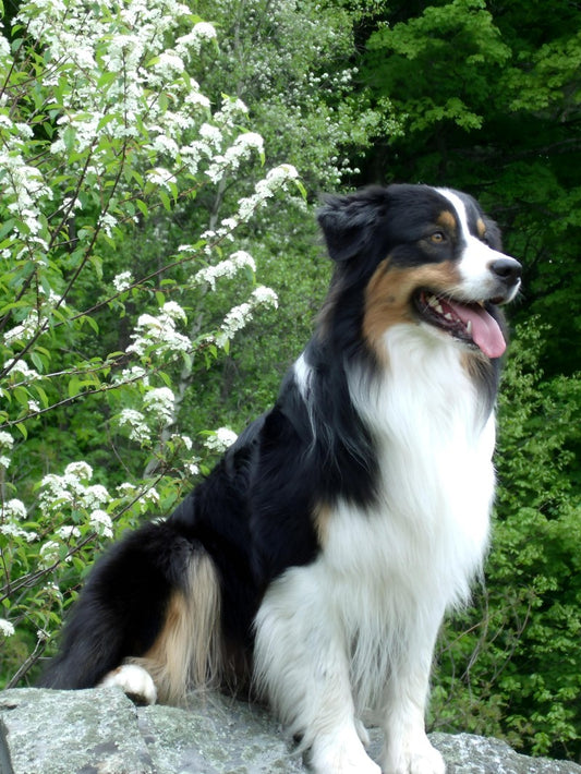 Dog Australian Shepherd | Diamond Painting