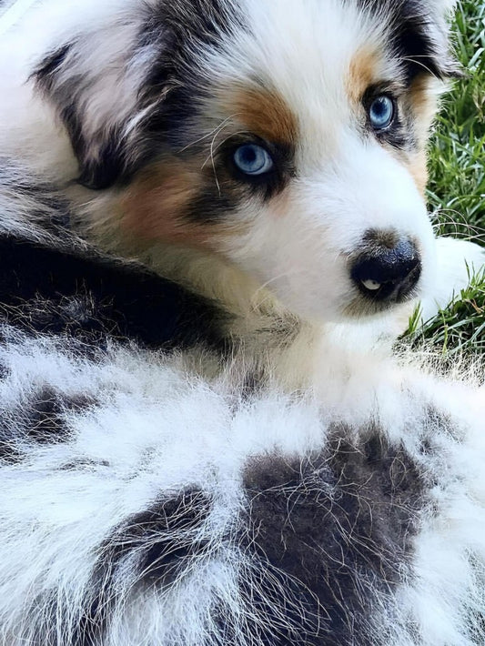 Dog Australian Shepherd | Diamond Painting