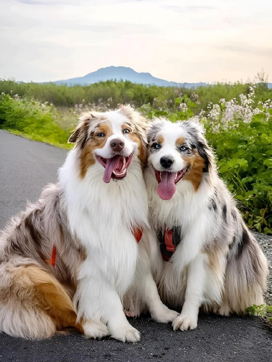 Dog Australian Shepherd | Diamond Painting