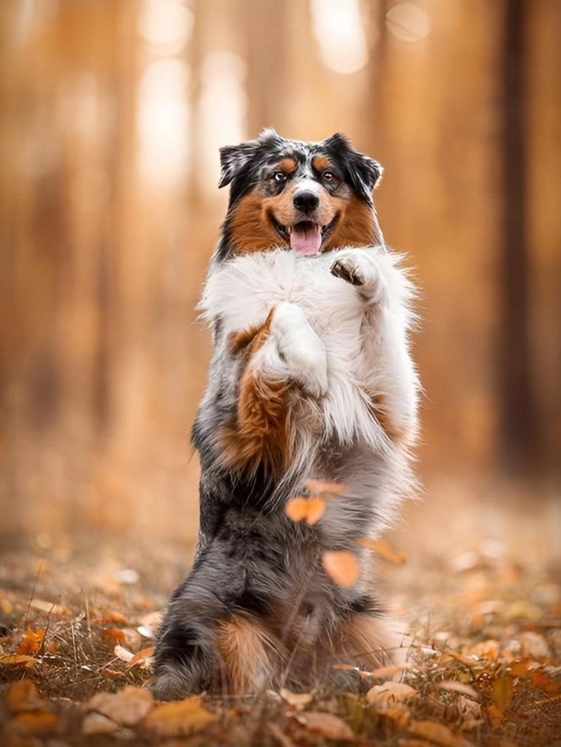 Dog Australian Shepherd | Diamond Painting