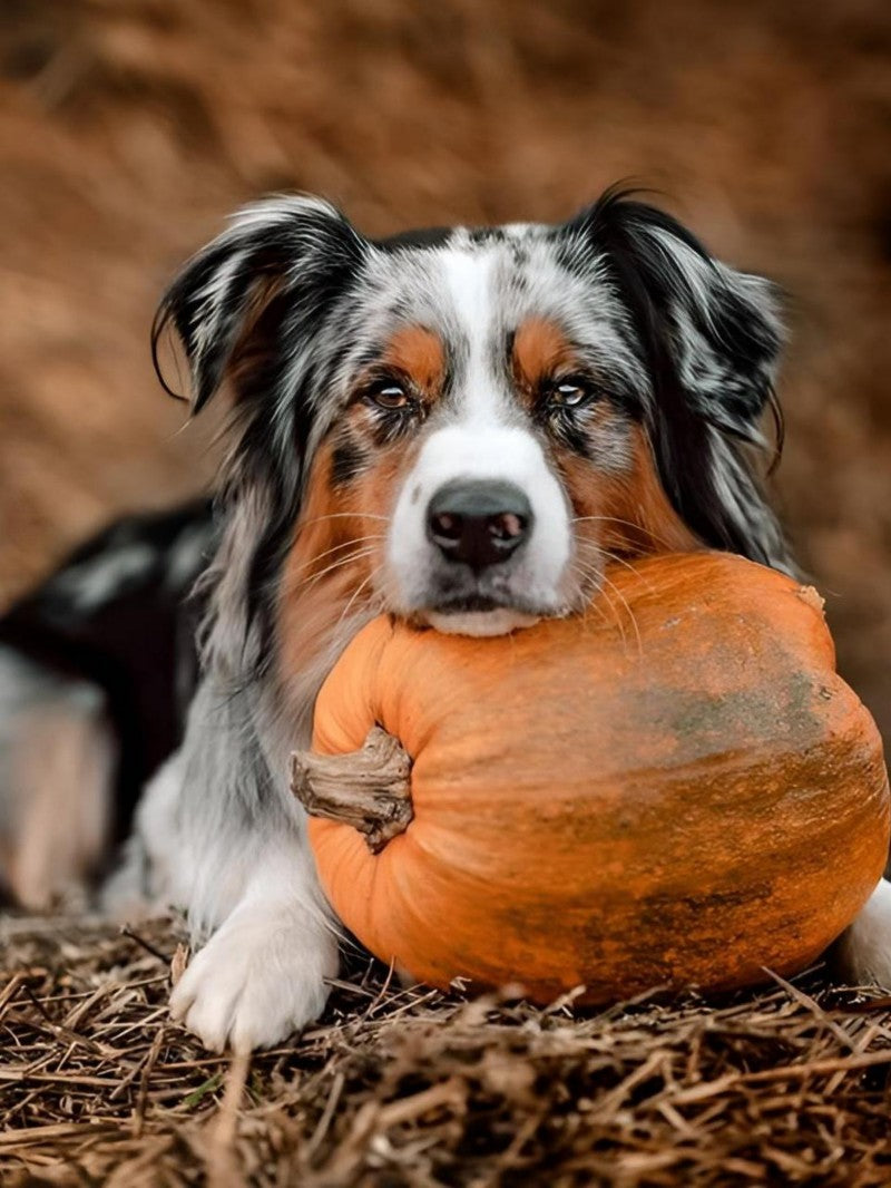 Dog Australian Shepherd | Diamond Painting