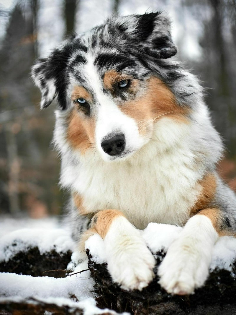 Dog Australian Shepherd | Diamond Painting