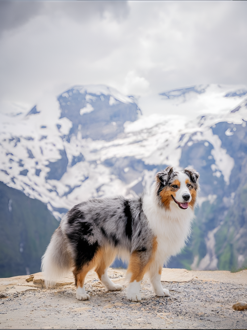 Dog Australian Shepherd | Diamond Painting