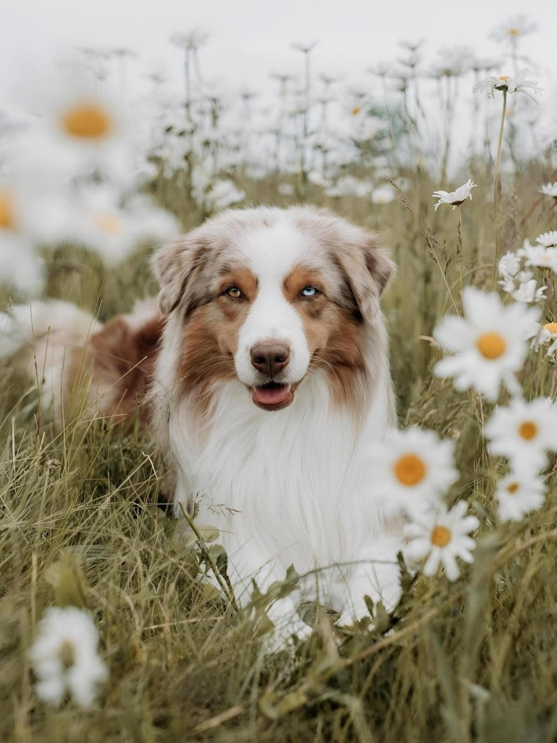 Dog Australian Shepherd | Diamond Painting