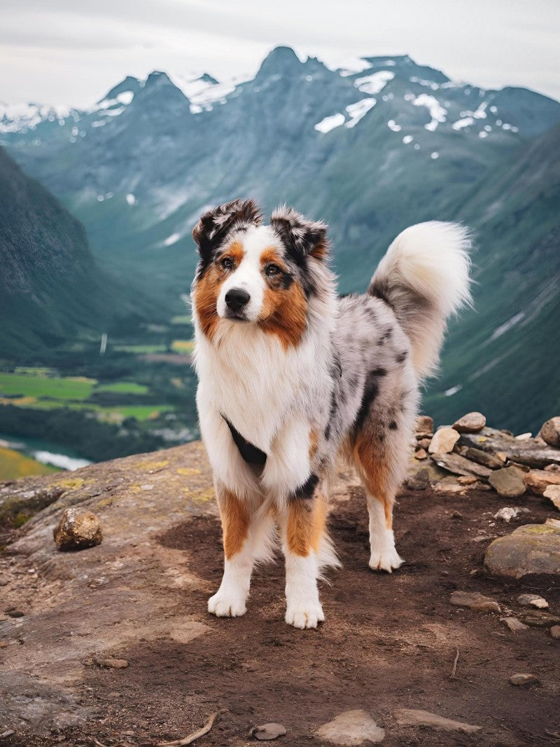 Dog Australian Shepherd | Diamond Painting