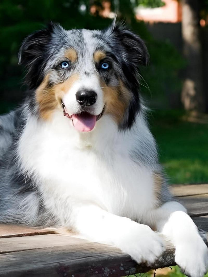 Dog Australian Shepherd | Diamond Painting