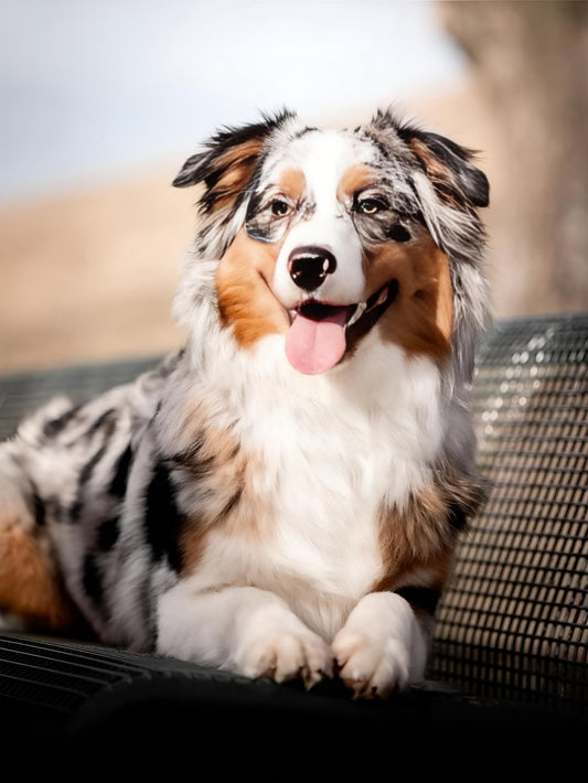 Dog Australian Shepherd | Diamond Painting