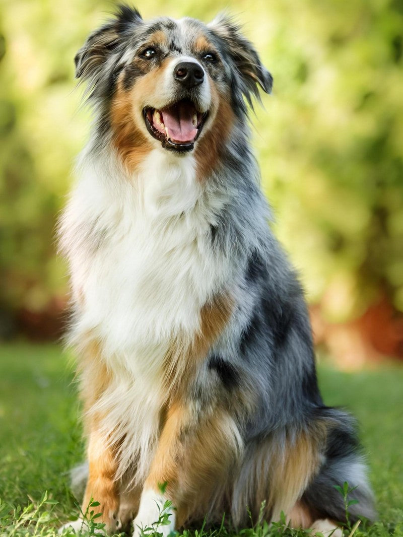 Dog Australian Shepherd | Diamond Painting