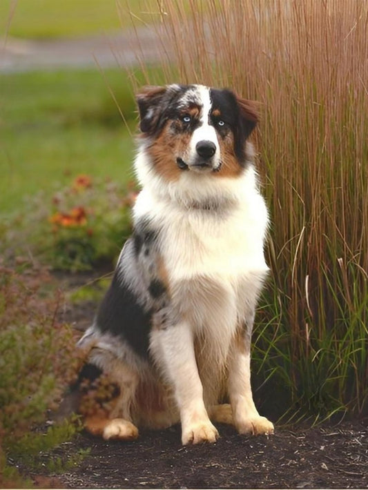 Dog Australian Shepherd | Diamond Painting