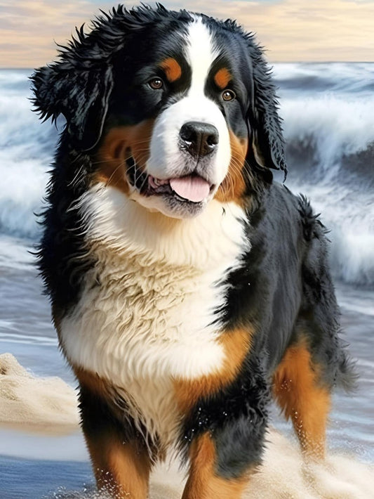 Dog Australian Shepherd | Diamond Painting