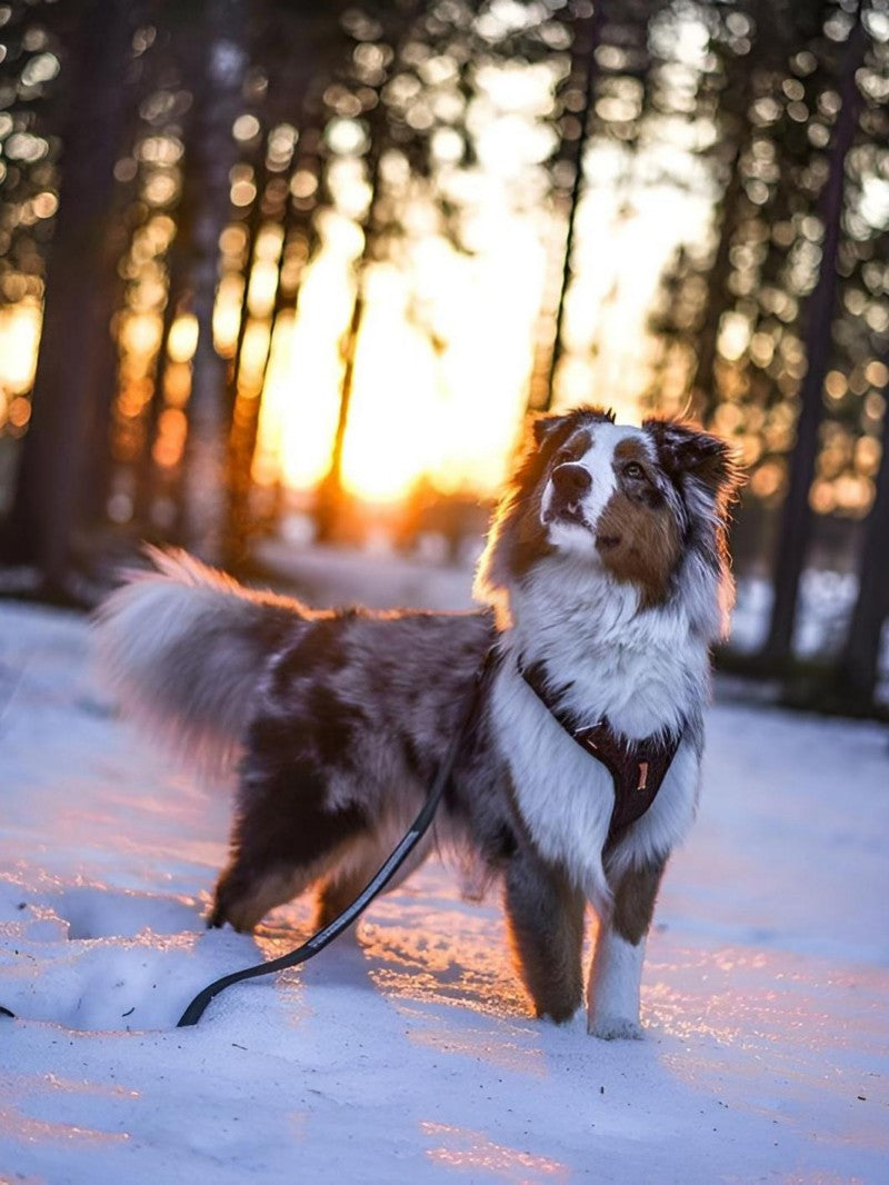 Dog Australian Shepherd | Diamond Painting