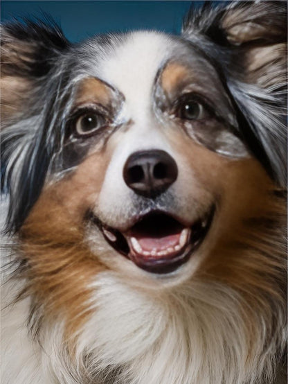 Dog Australian Shepherd | Diamond Painting