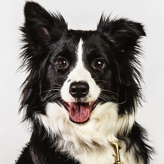 Lovely Dog Border Collie | Diamond Painting