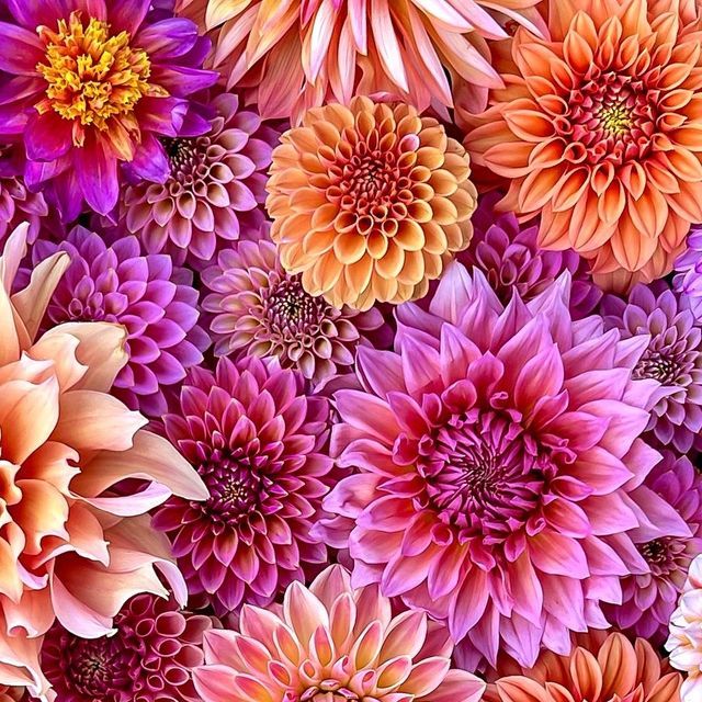 Dahlia | Diamond Painting