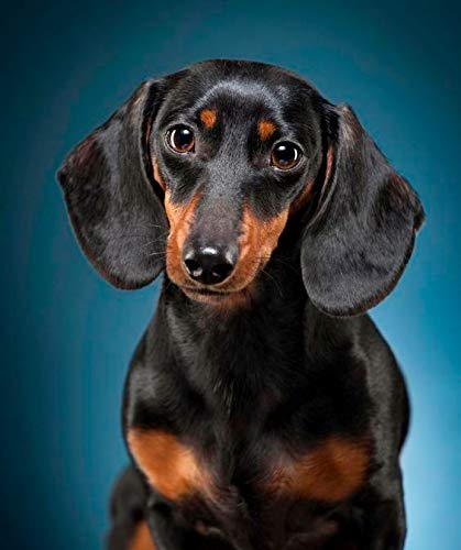 Dog Dachshund | Cross Stitch Embroidery