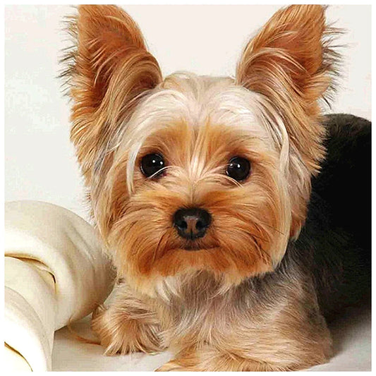 Brown Dog Yorkie | Cross Stitch Embroidery