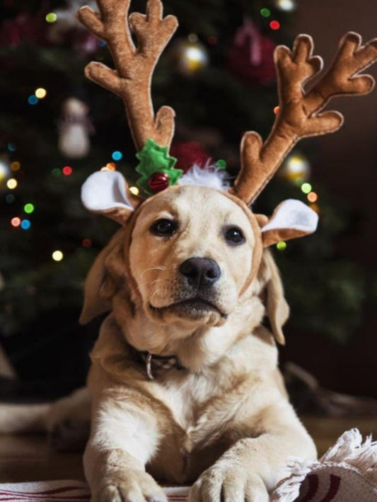 Christmas Dog | Diamond Painting