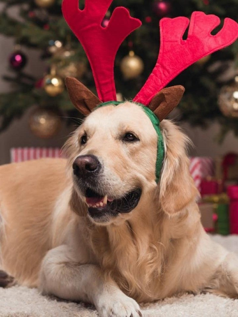Christmas Dog | Diamond Painting