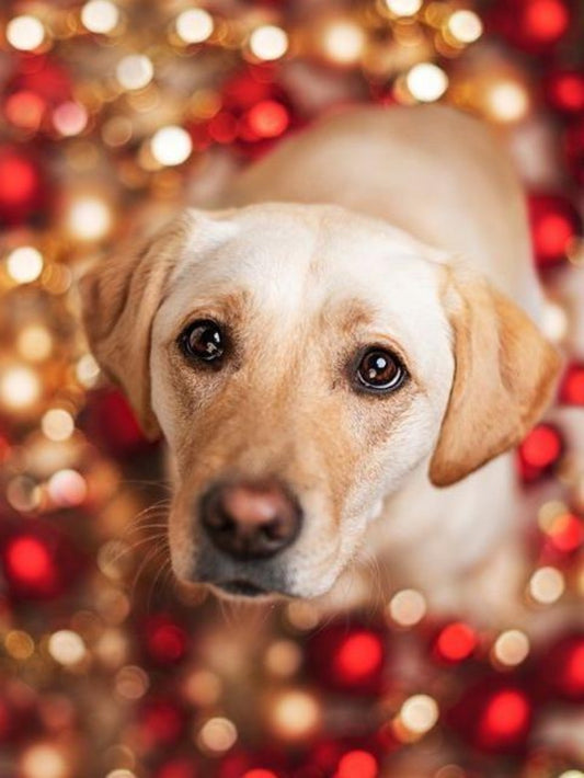 Christmas Dog | Diamond Painting