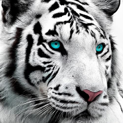 White Tiger Blue Eyes | Diamond Painting