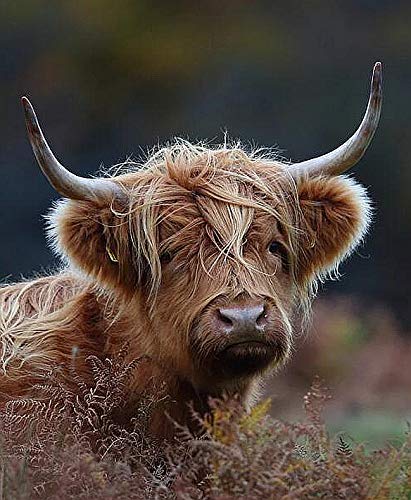 Highland Cow | Diamond Painting