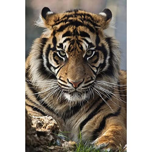 Tiger | Diamond Painting