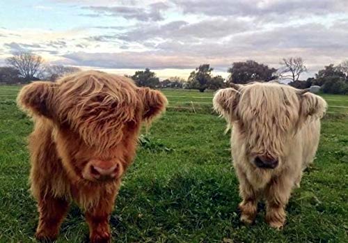 Highland Cow | Diamond Painting