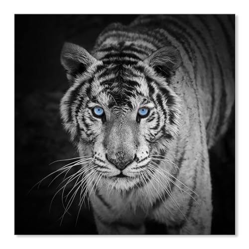 White Tiger Blue Eyes | Diamond Painting