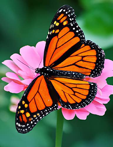 Monarch Butterfly | Diamond Painting