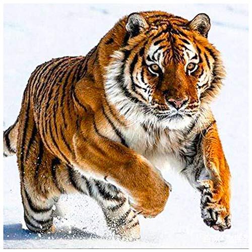 Tiger | Diamond Painting