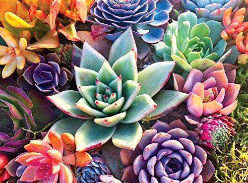 Succulents | Diamond Painting