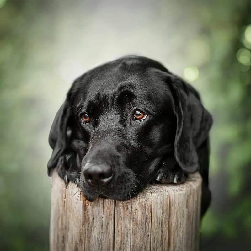 Black Labrador Dog | Diamond Painting