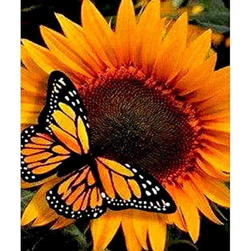 Monarch Butterfly | Diamond Painting