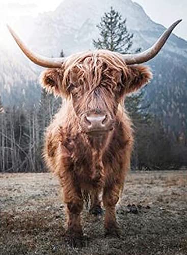 Highland Cow | Diamond Painting