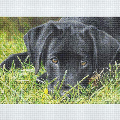 Dog Great Dane | Diamond Painting