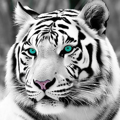 White Tiger Blue Eyes | Diamond Painting